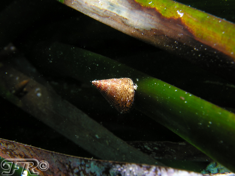 Un po'' di Trochidi = Jujubinus striatus